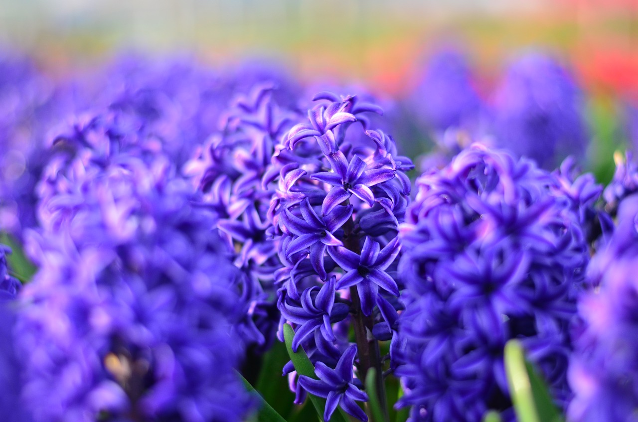 hyacinth red macro free photo