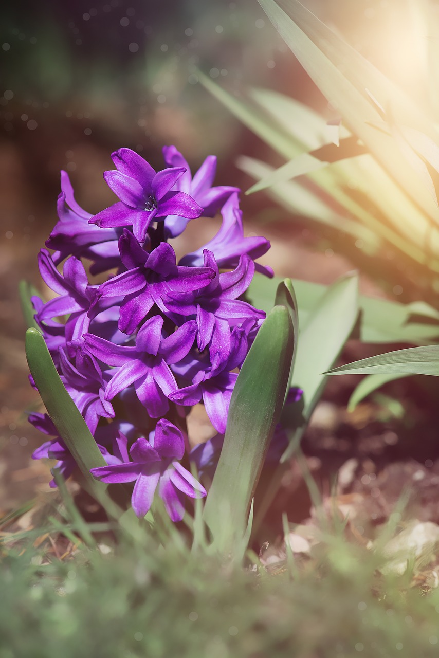 hyacinth purple violet free photo