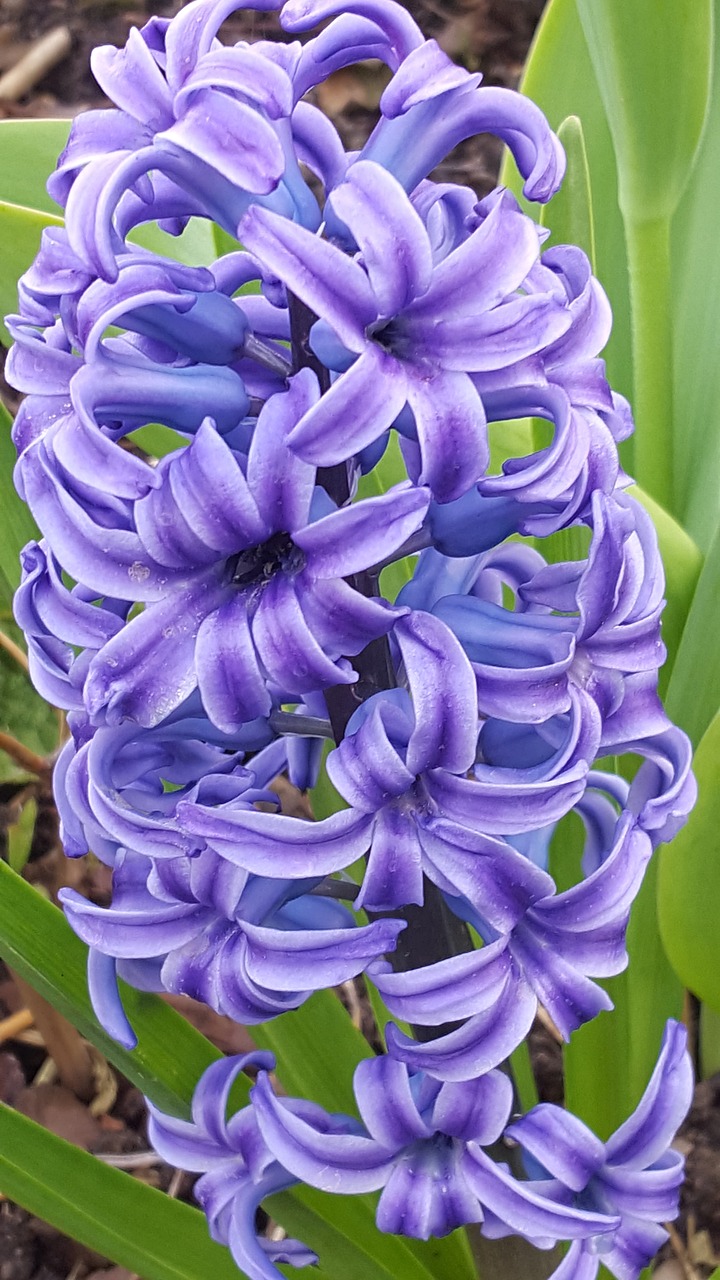 hyacinth flower flowers photography free photo