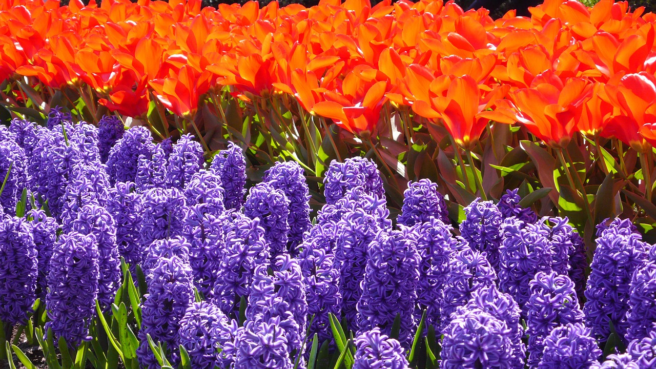 hyacinth tulip keukenhof free photo