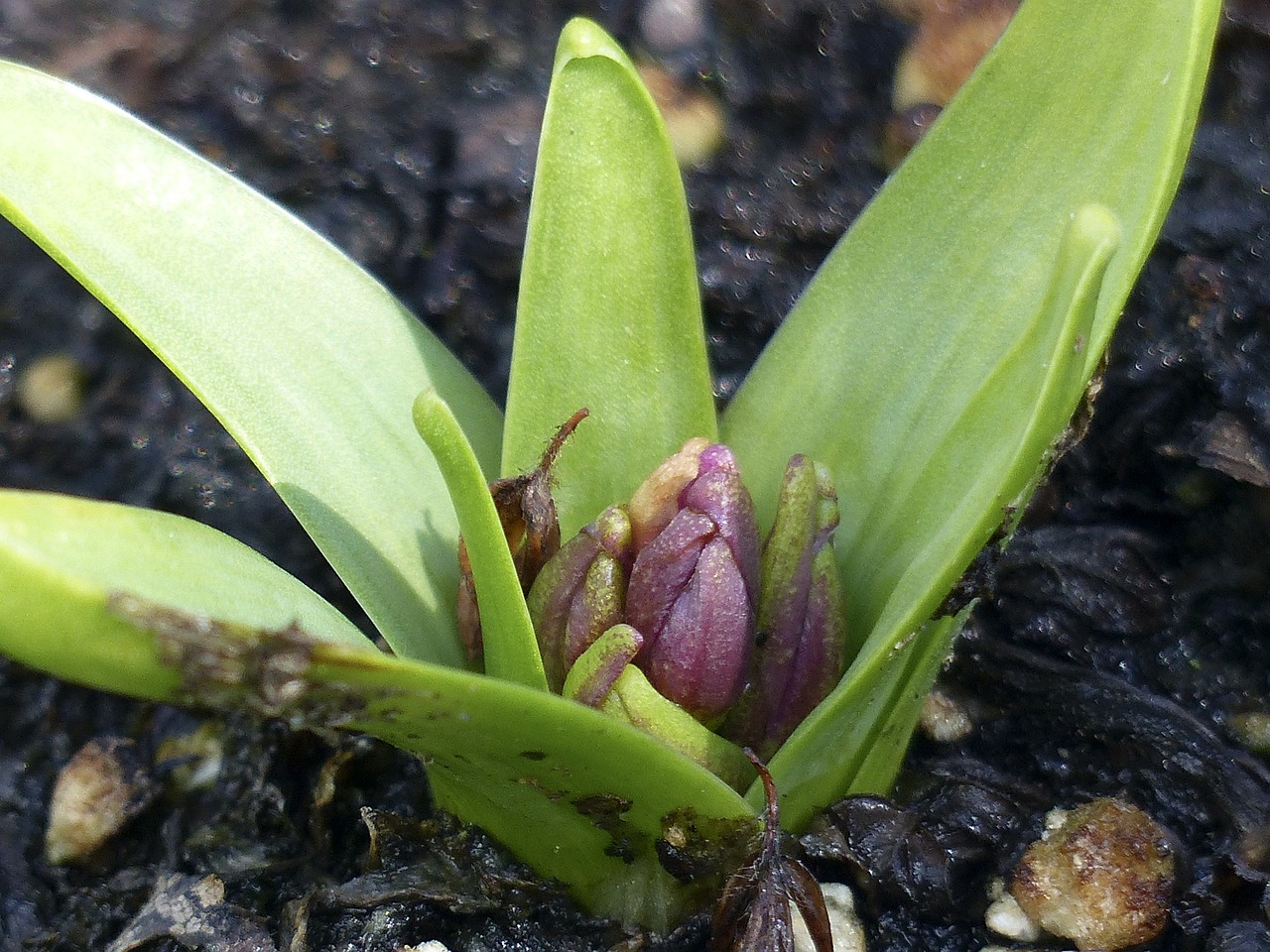 hyacinth spring flower free photo