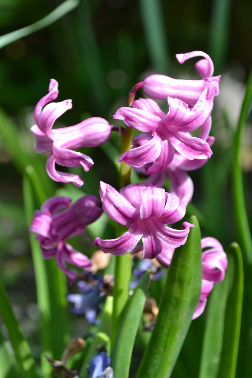 hyacinth pink flower free photo