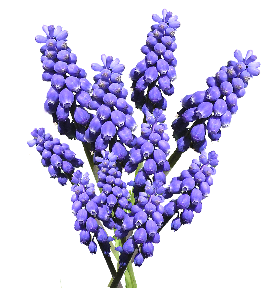 hyacinth blue bulb free photo