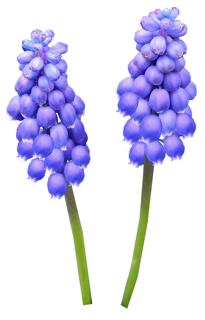 hyacinth bulb blue free photo