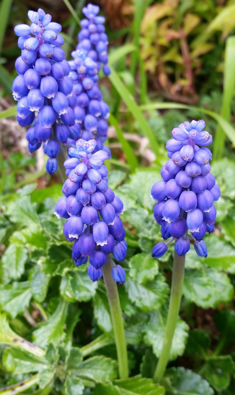 hyacinth blue bulb free photo