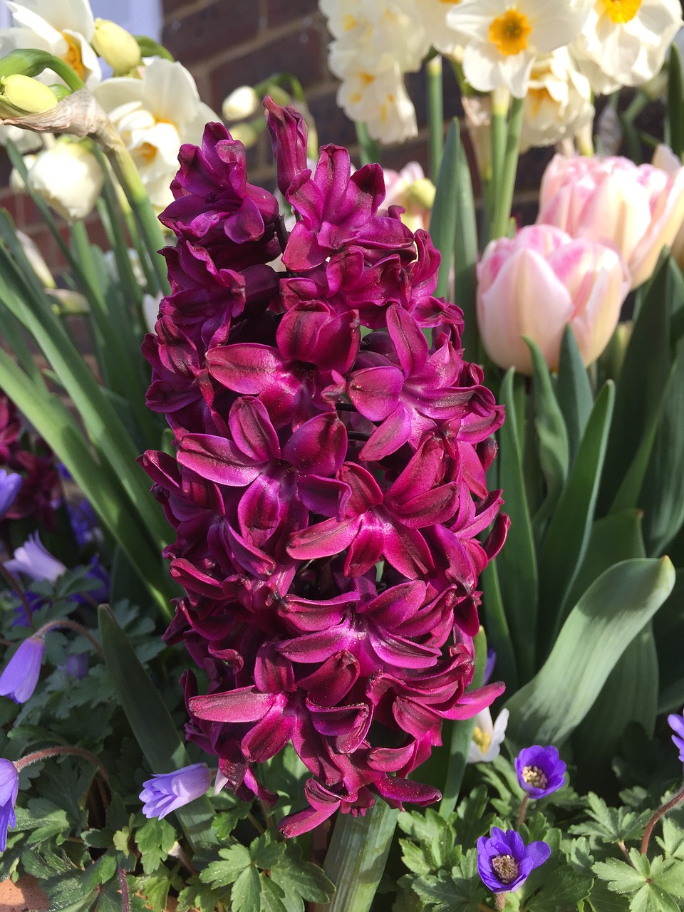 hyacinth flower garden free photo