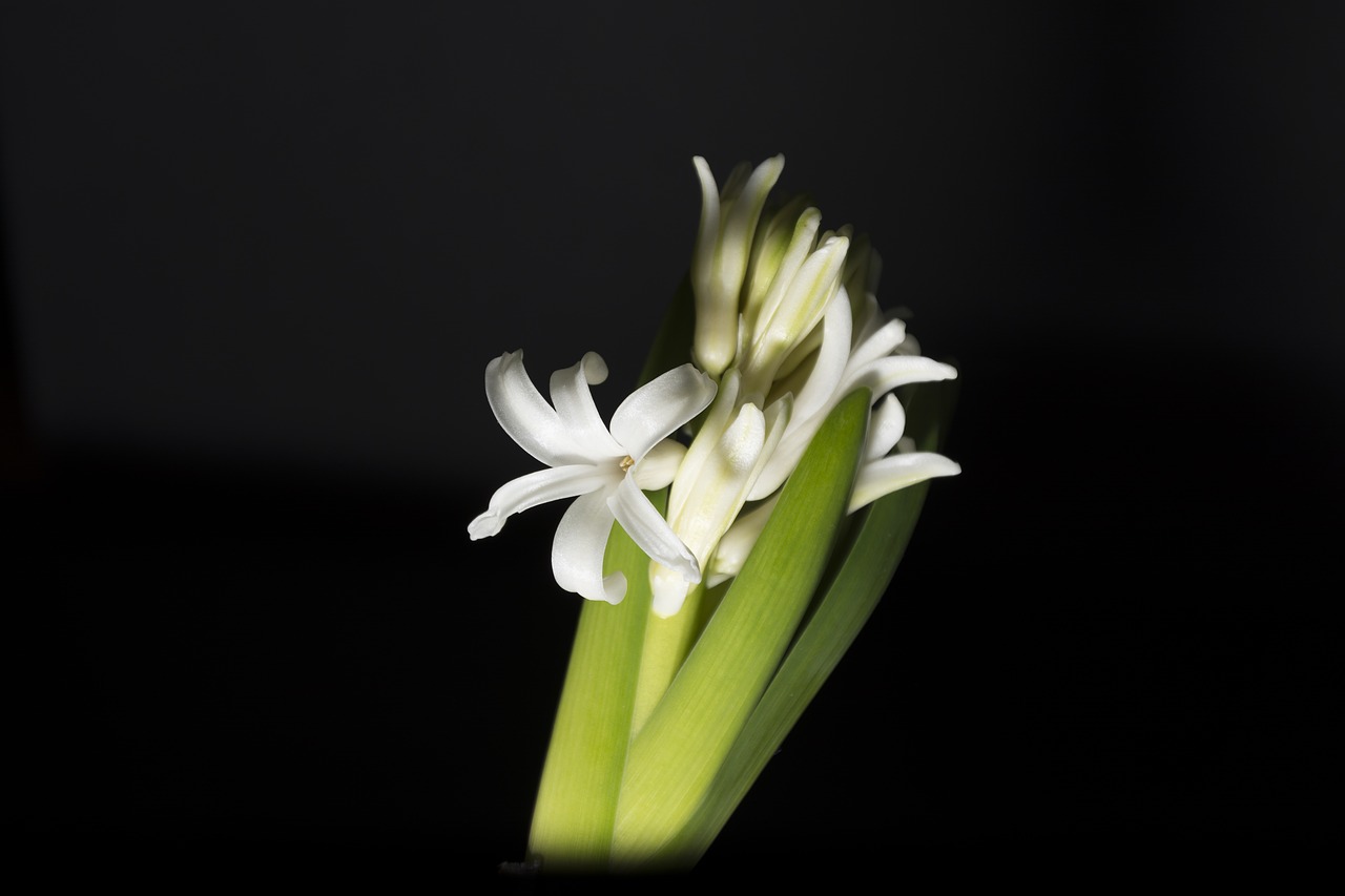 hyacinth jacinto white free photo