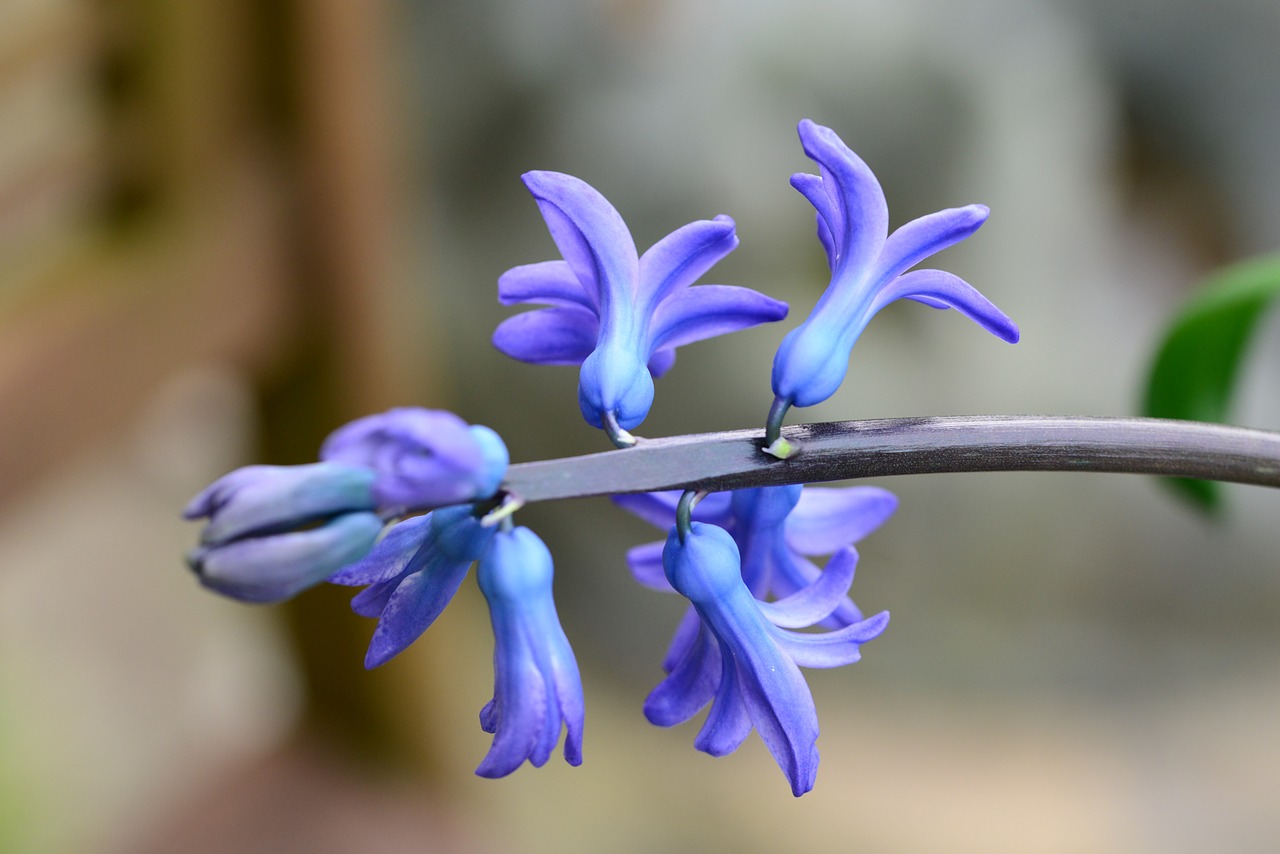 hyacinth blue hyacinthus free photo