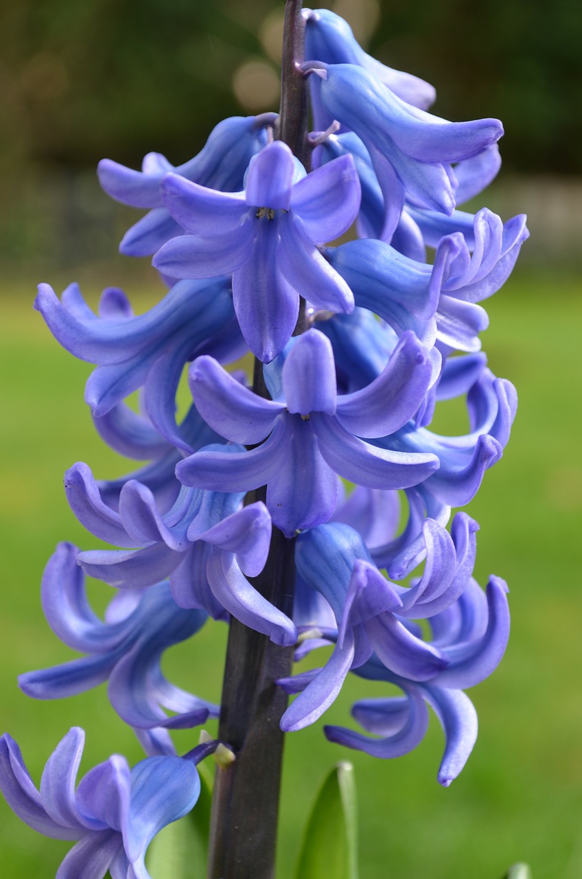 hyacinth blue blossom free photo