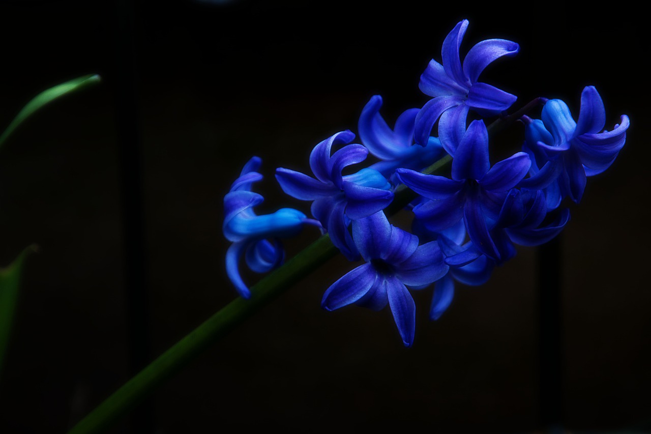 hyacinth nature plant free photo