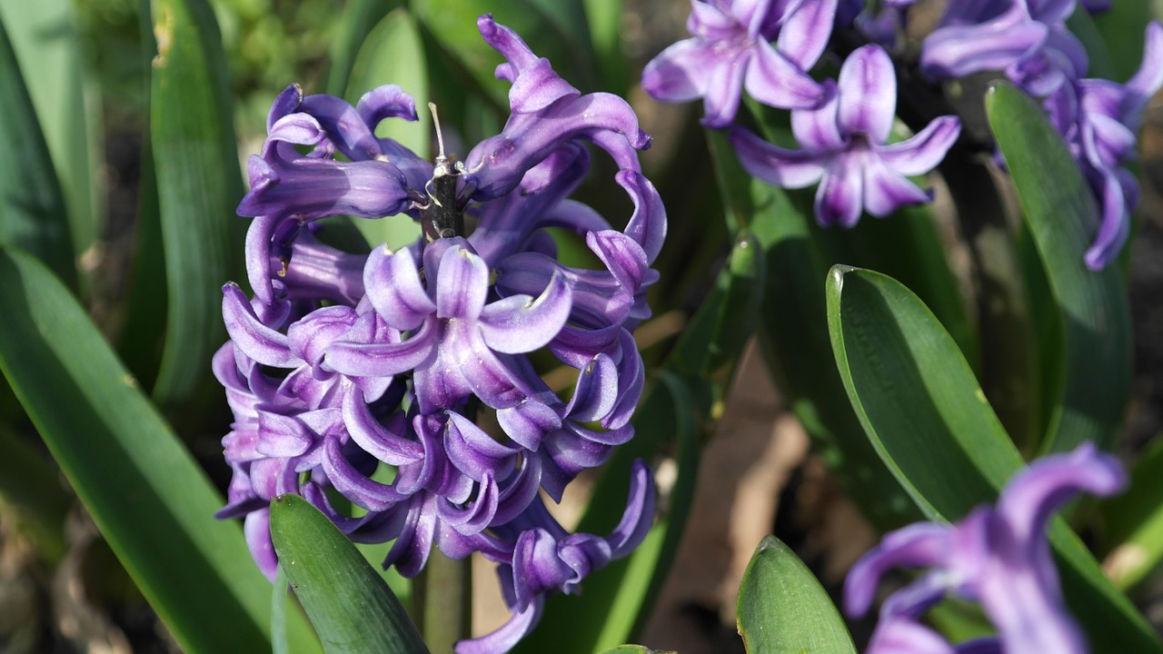 hyacinth flowers purple free photo