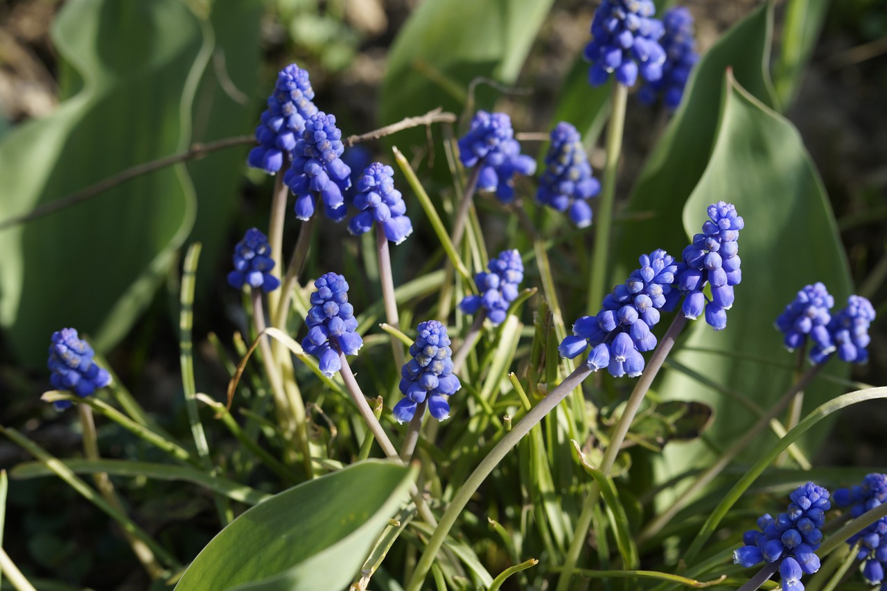 hyacinth blue ornamental plant free photo