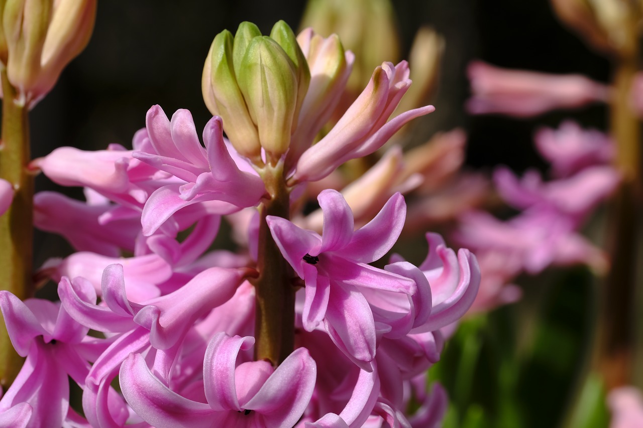 hyacinth hyacinthus spring free photo