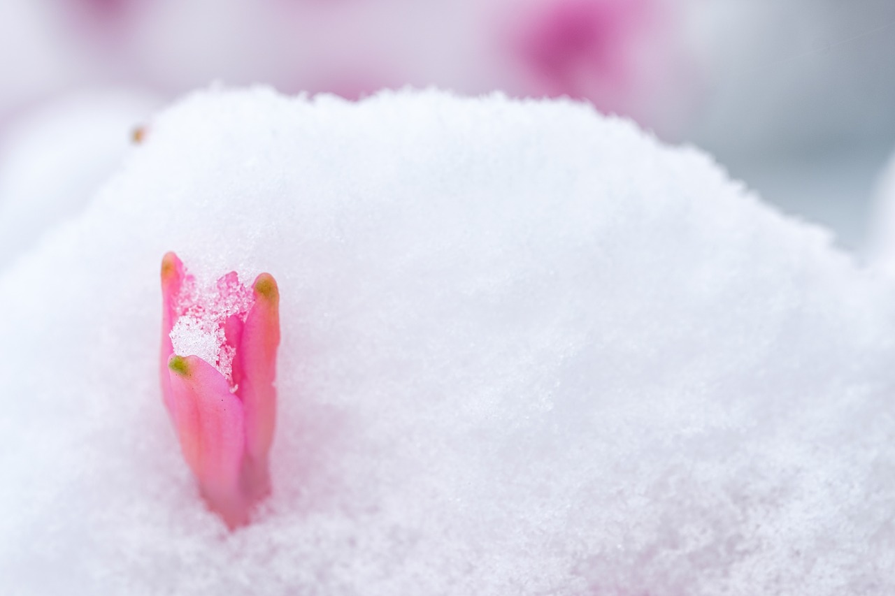 hyacinth blossom bloom free photo