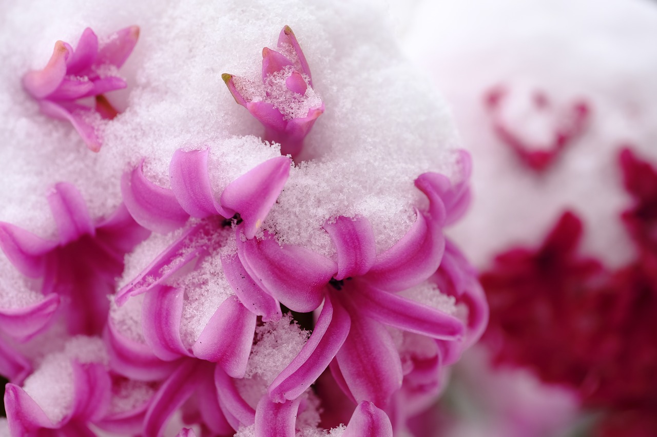 hyacinth blossom bloom free photo