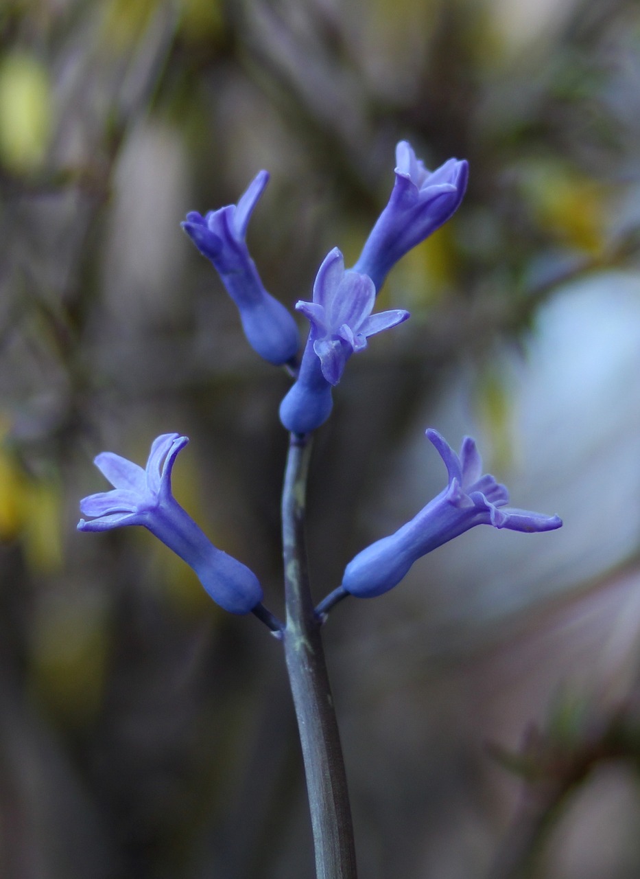 hyacinth flower blue free photo