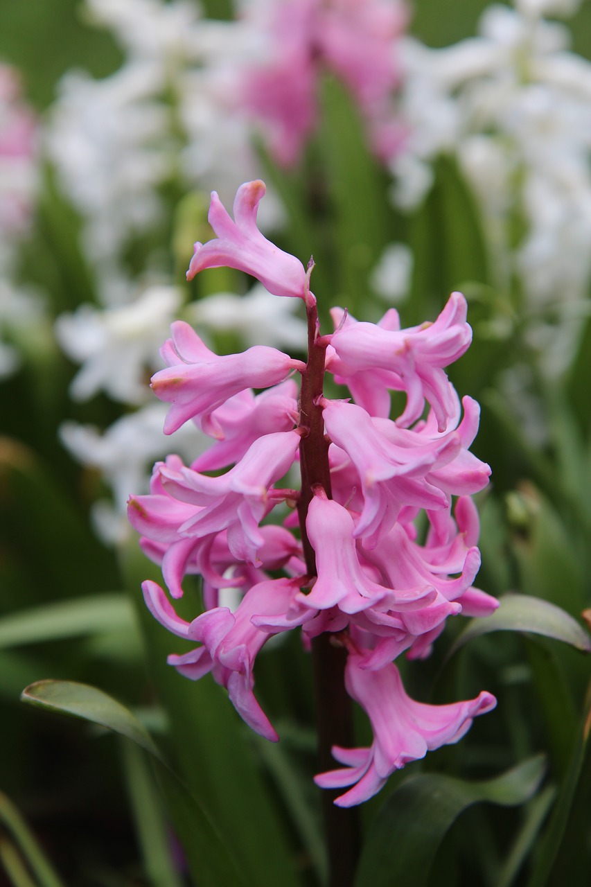 hyacinth hyacinth pink spring free photo