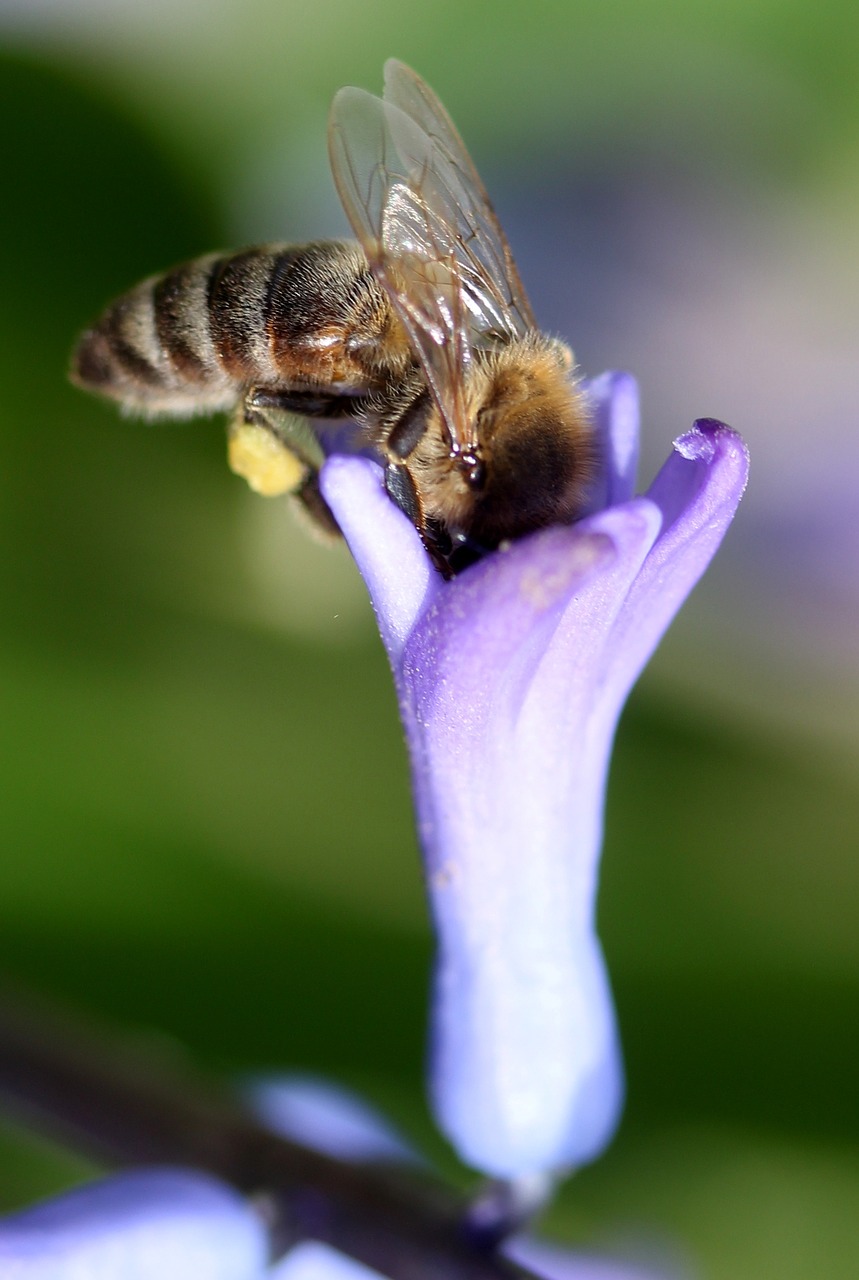 hyacinth bee pollination free photo