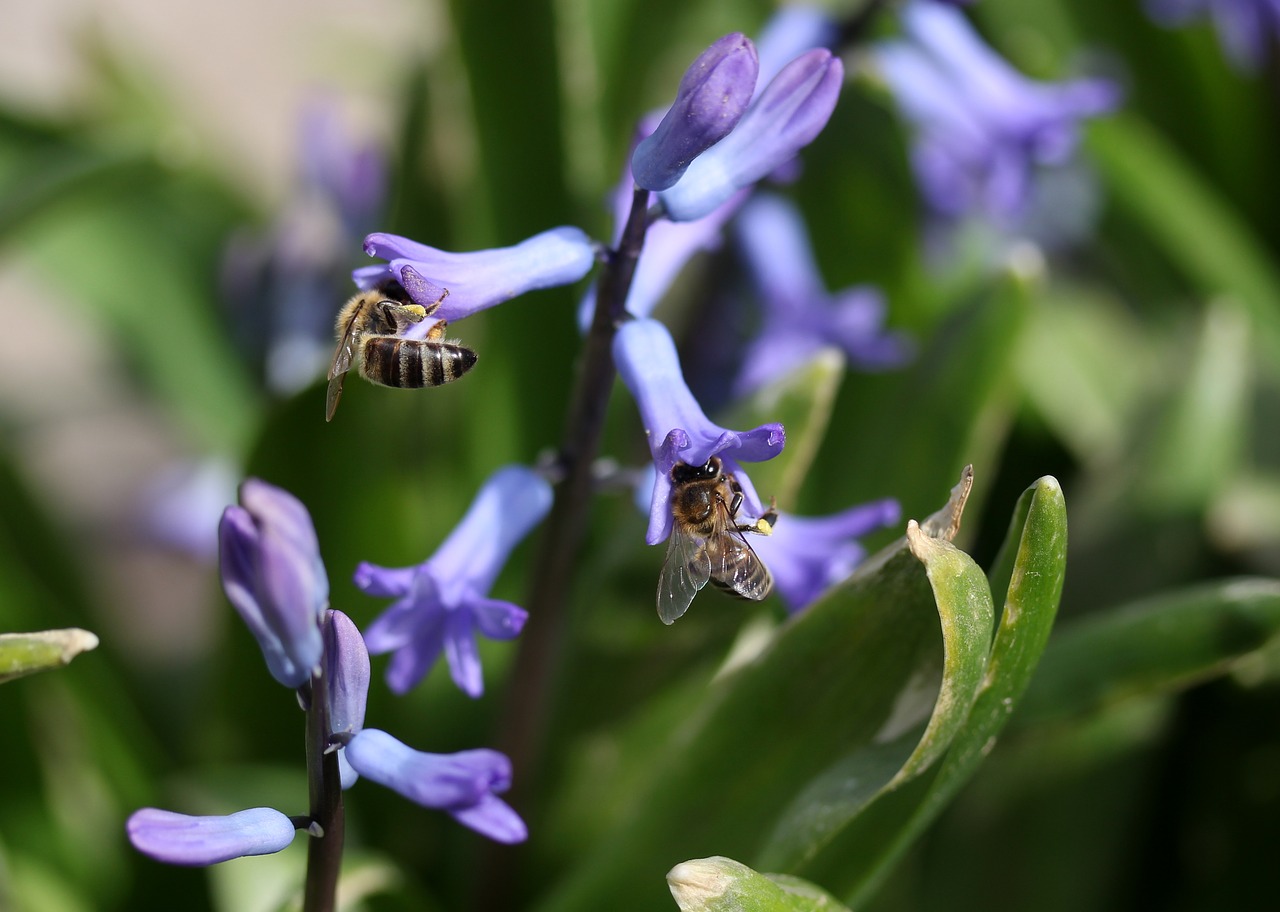 hyacinth bee pollination free photo