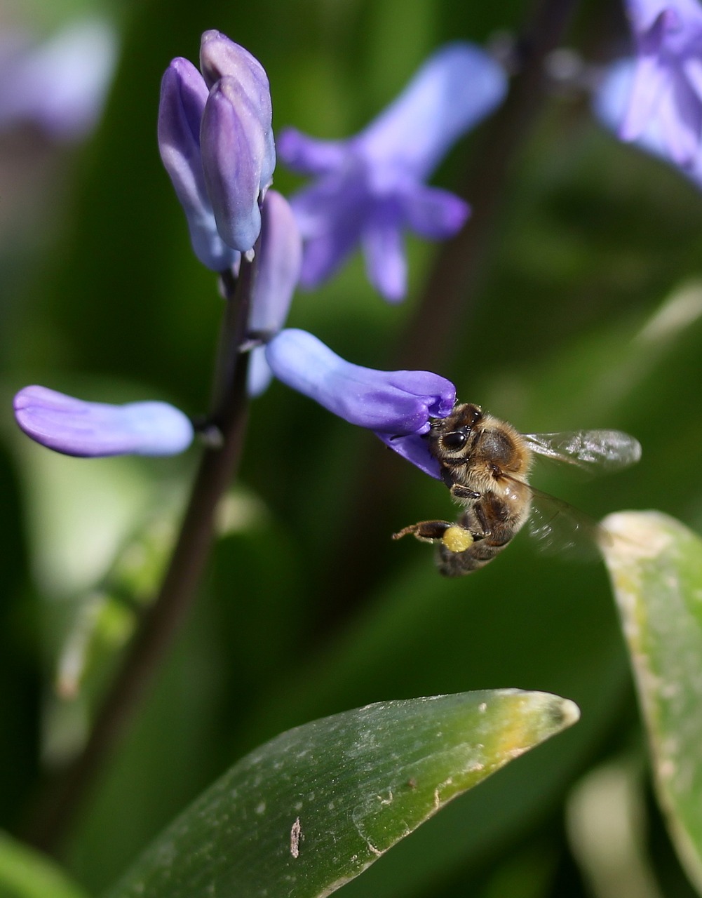 hyacinth bee pollination free photo