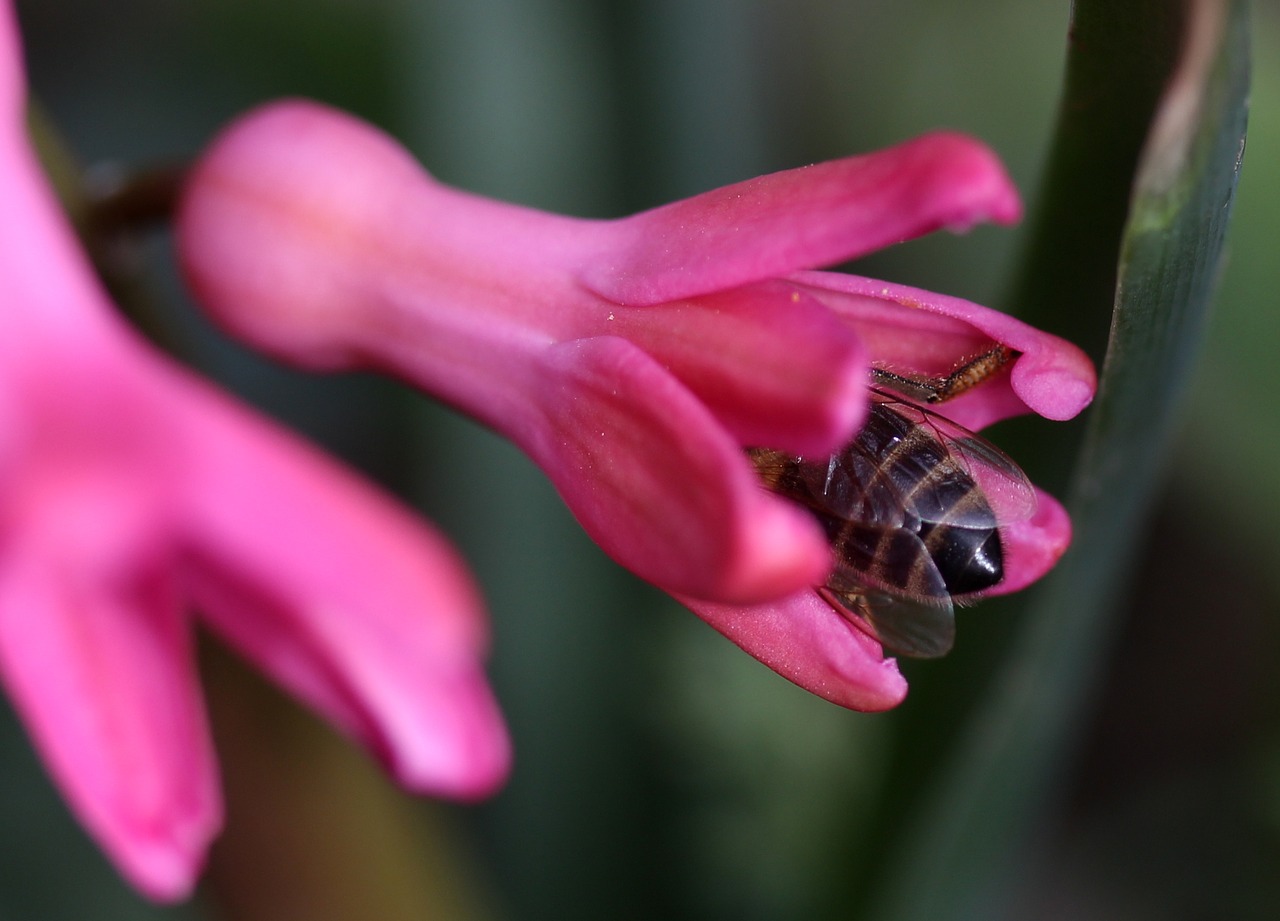 hyacinth bee pollination free photo