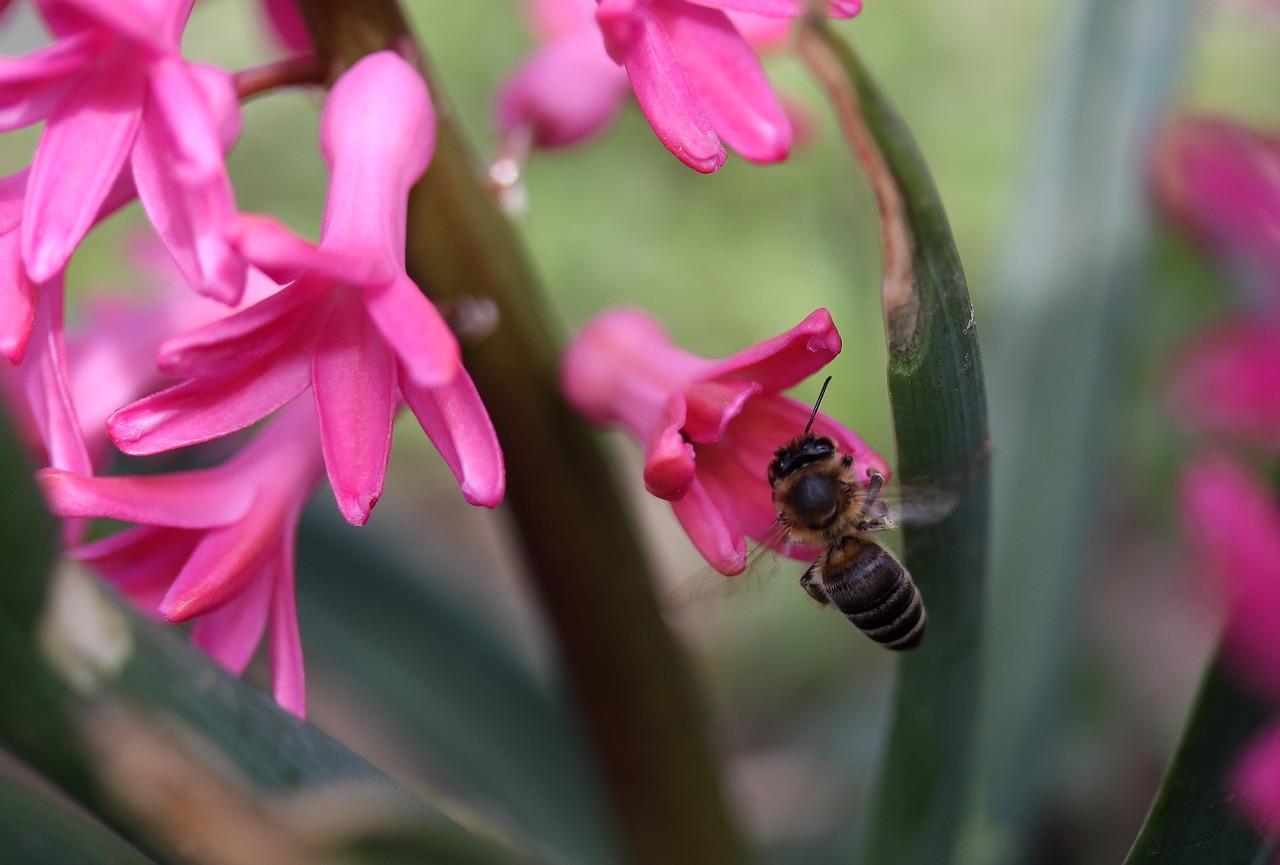 hyacinth bee flight free photo