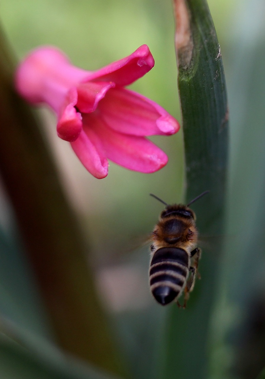 hyacinth bee flight free photo