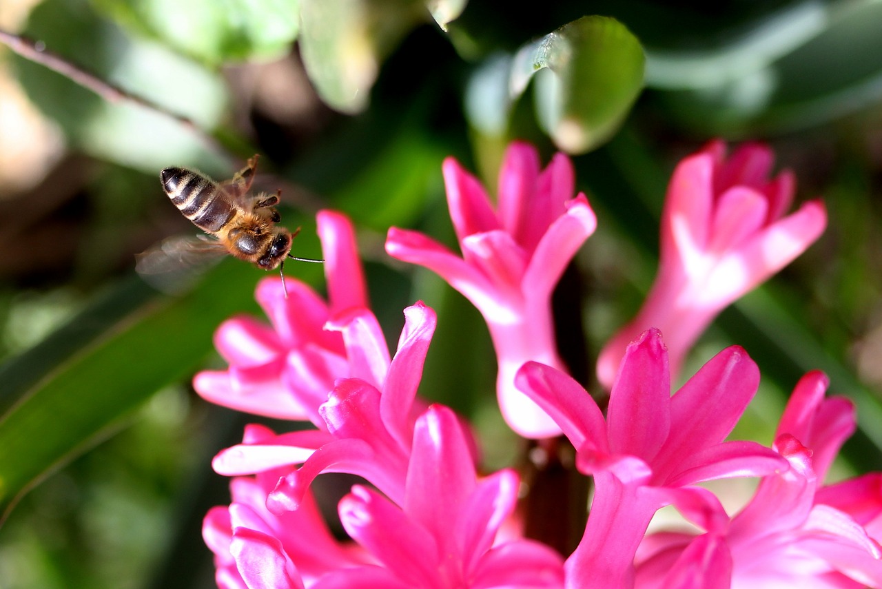 hyacinth bee flight free photo