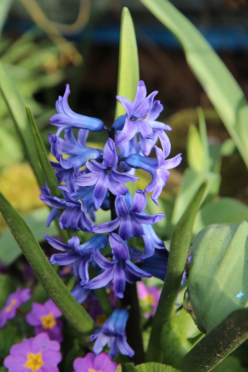 hyacinth hyacinth blue spring free photo