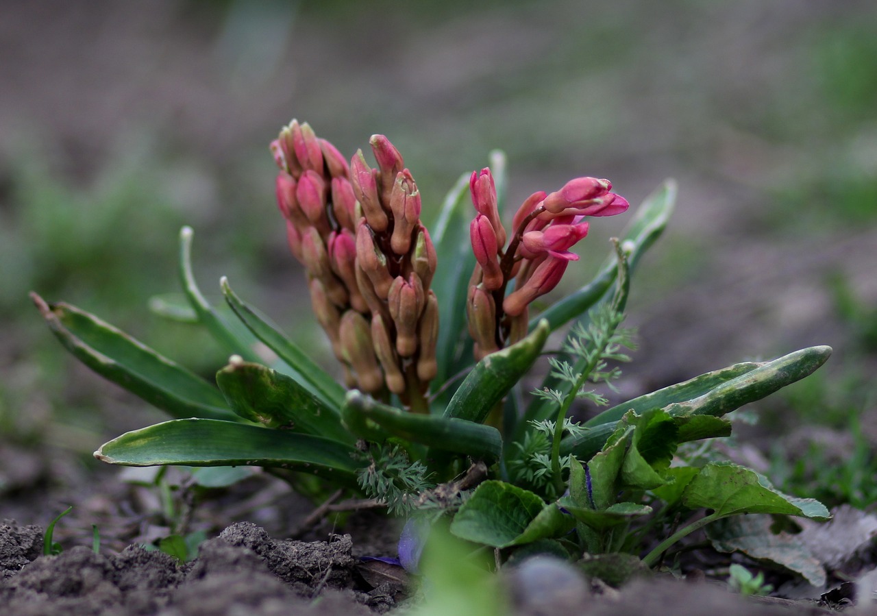 hyacinth pink flower free photo