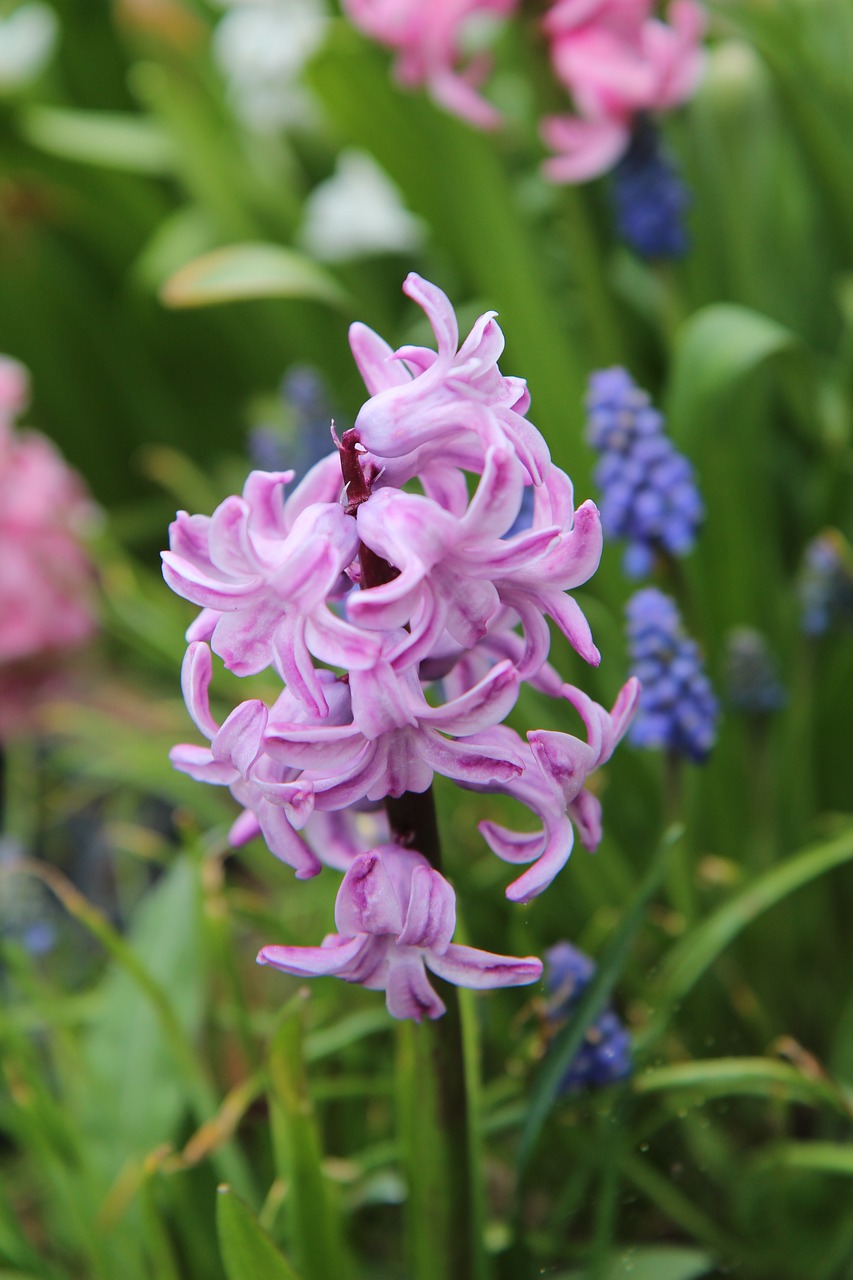 hyacinth  pink  hyacinth pink free photo