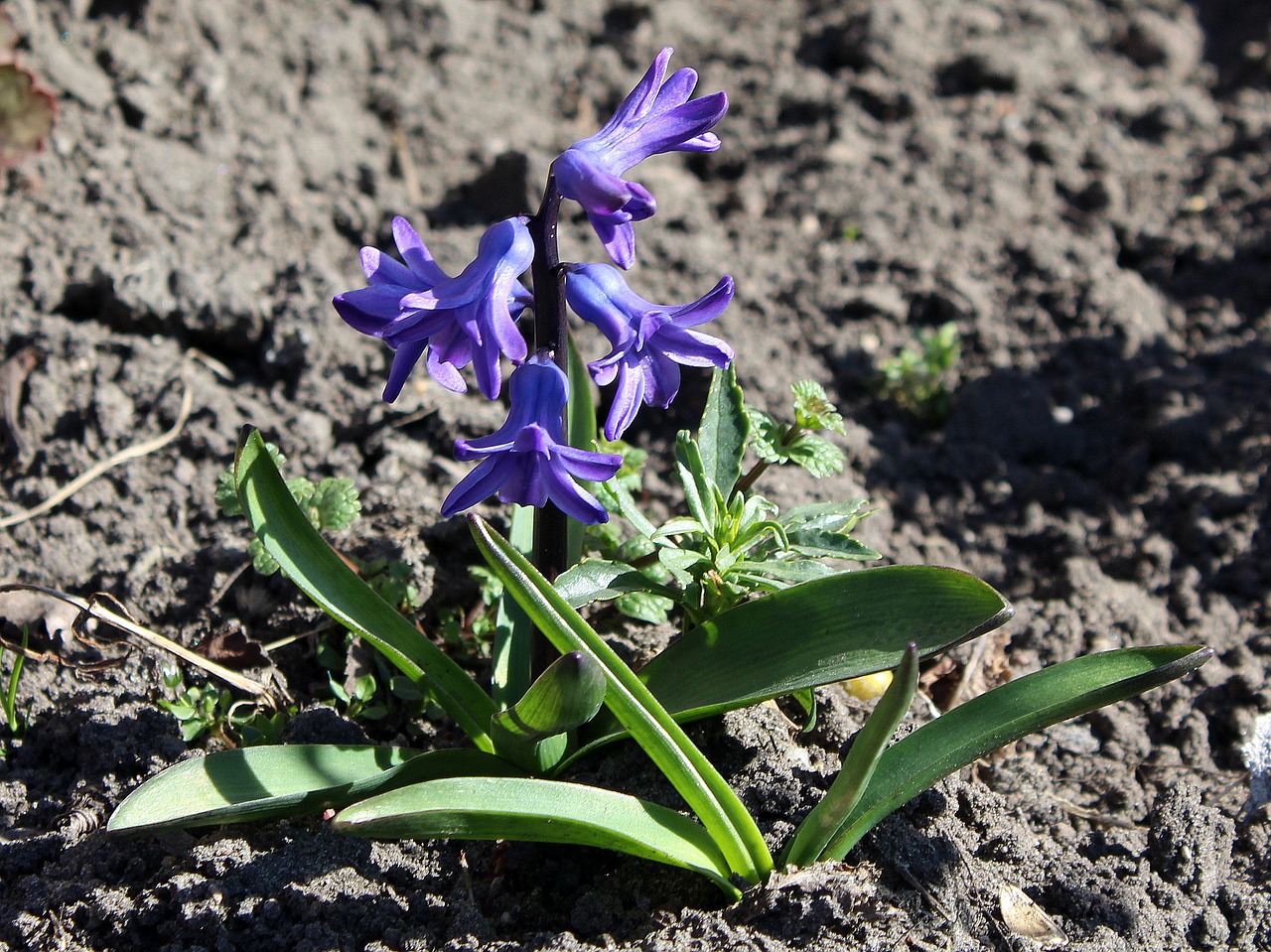 hyacinth  spring  spring flowers free photo
