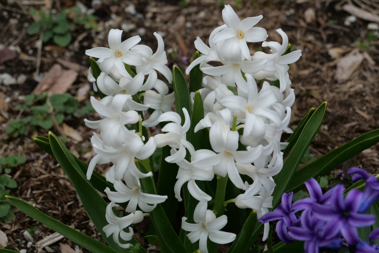 hyacinth  flower  flora free photo