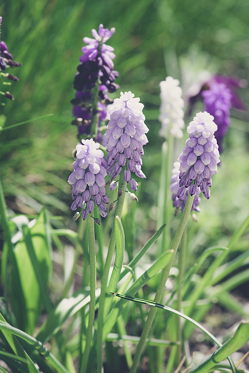 hyacinth  garden  flower garden free photo