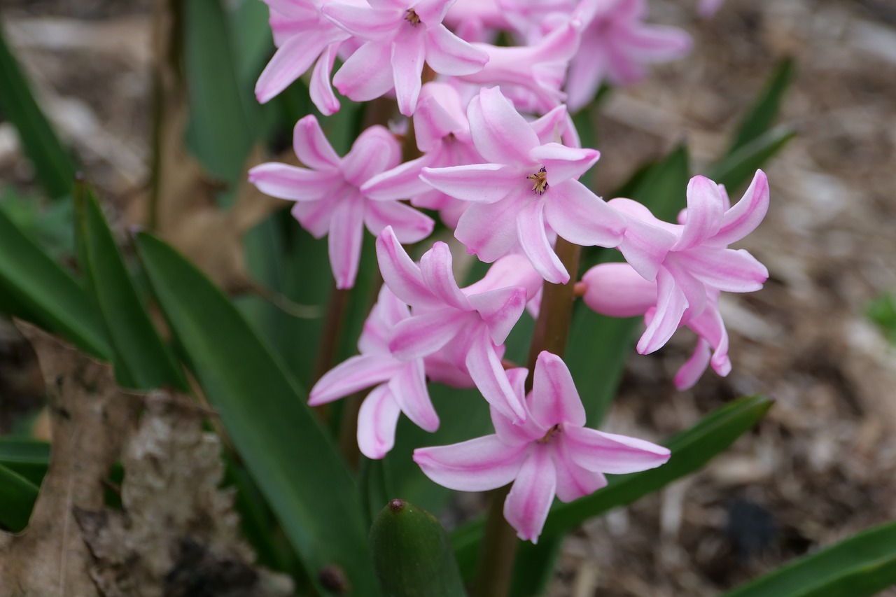 hyacinth  nature  flower free photo