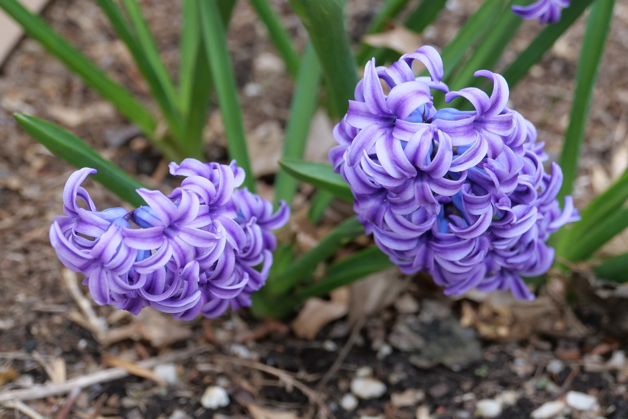 hyacinth  nature  flora free photo