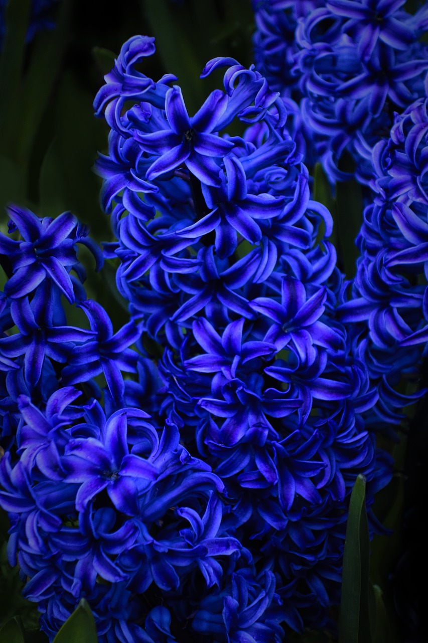 hyacinth  flower  nature free photo