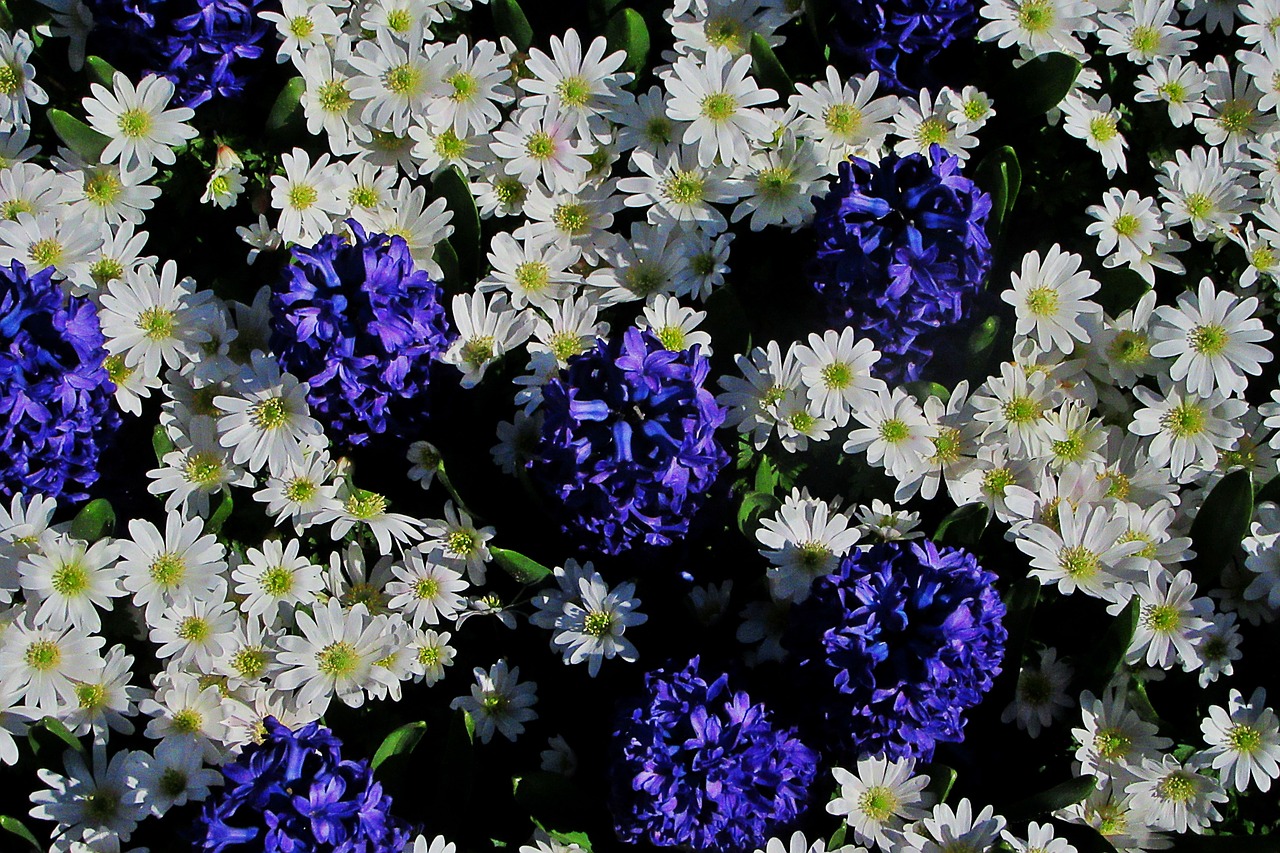 hyacinth  white daisy  bolplant free photo