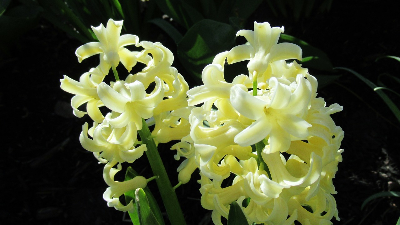 hyacinth  yellow  flower free photo