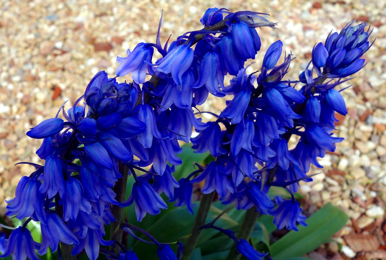 hyacinth  hyacinthus  early free photo