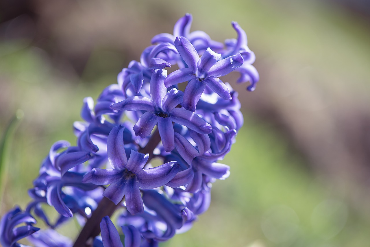 hyacinth  blue  blue hyacinth free photo