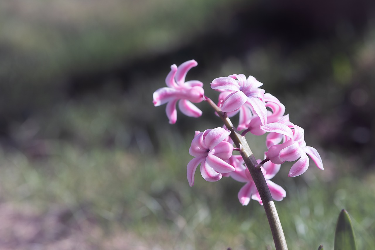 hyacinth  flower  pink free photo