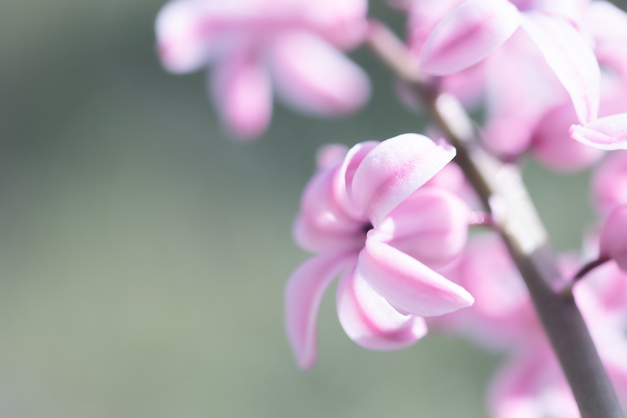 hyacinth  flower  pink free photo