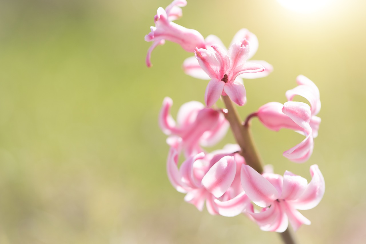 hyacinth  pink  pink hyacinth free photo