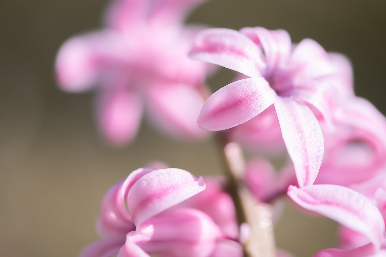 hyacinth  pink  pink hyacinth free photo