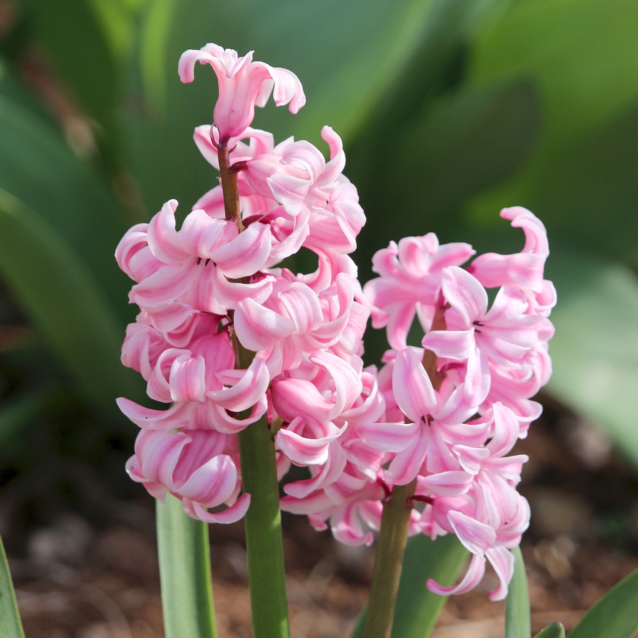 hyacinth  flowers  s free photo