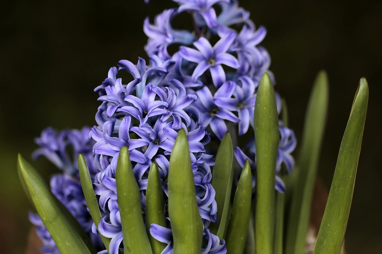 hyacinth  plant  purple free photo