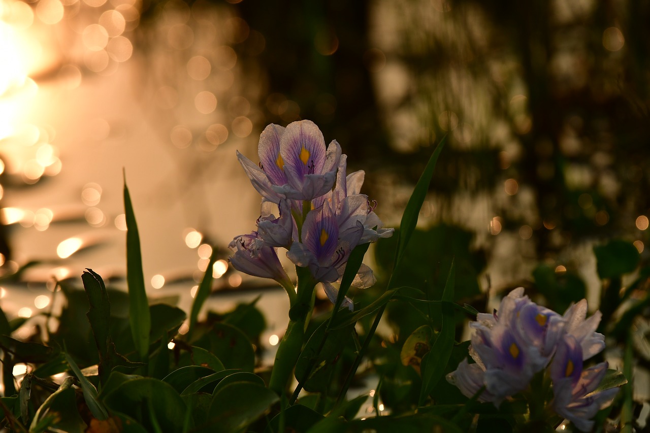 hyacinth  lilac  silhouette free photo