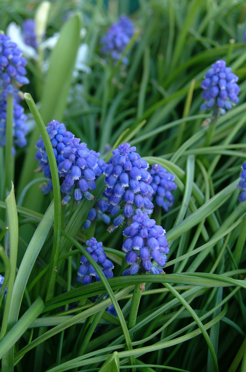 hyacinth flower blue free photo