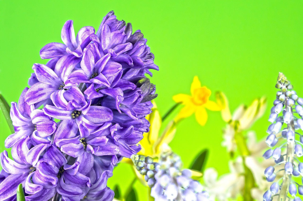 hyacinth  muscari  spring free photo